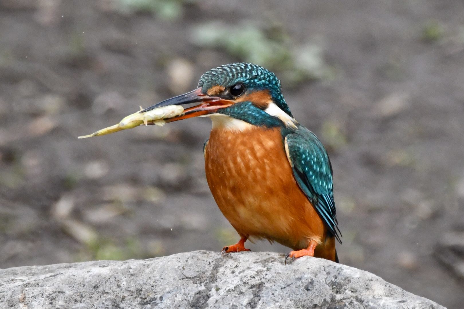 Eisvogel (Alcedo atthis)