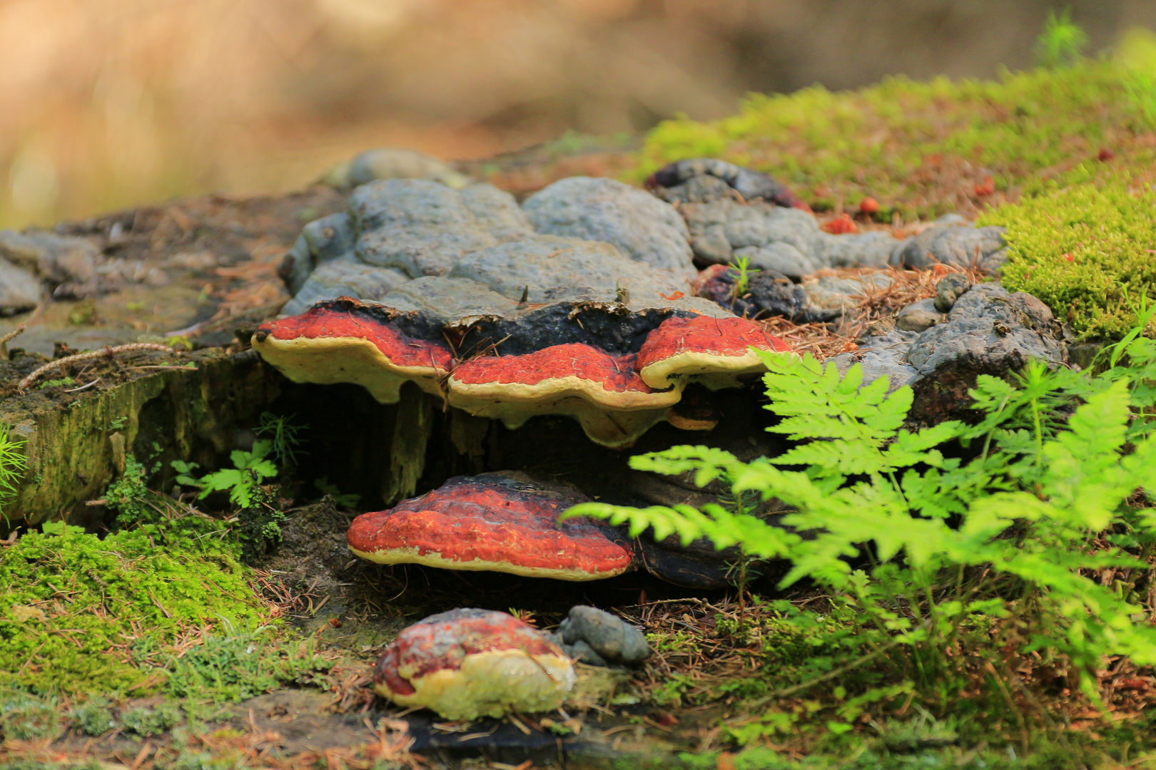 Moorwanderung im Müritzer Moor