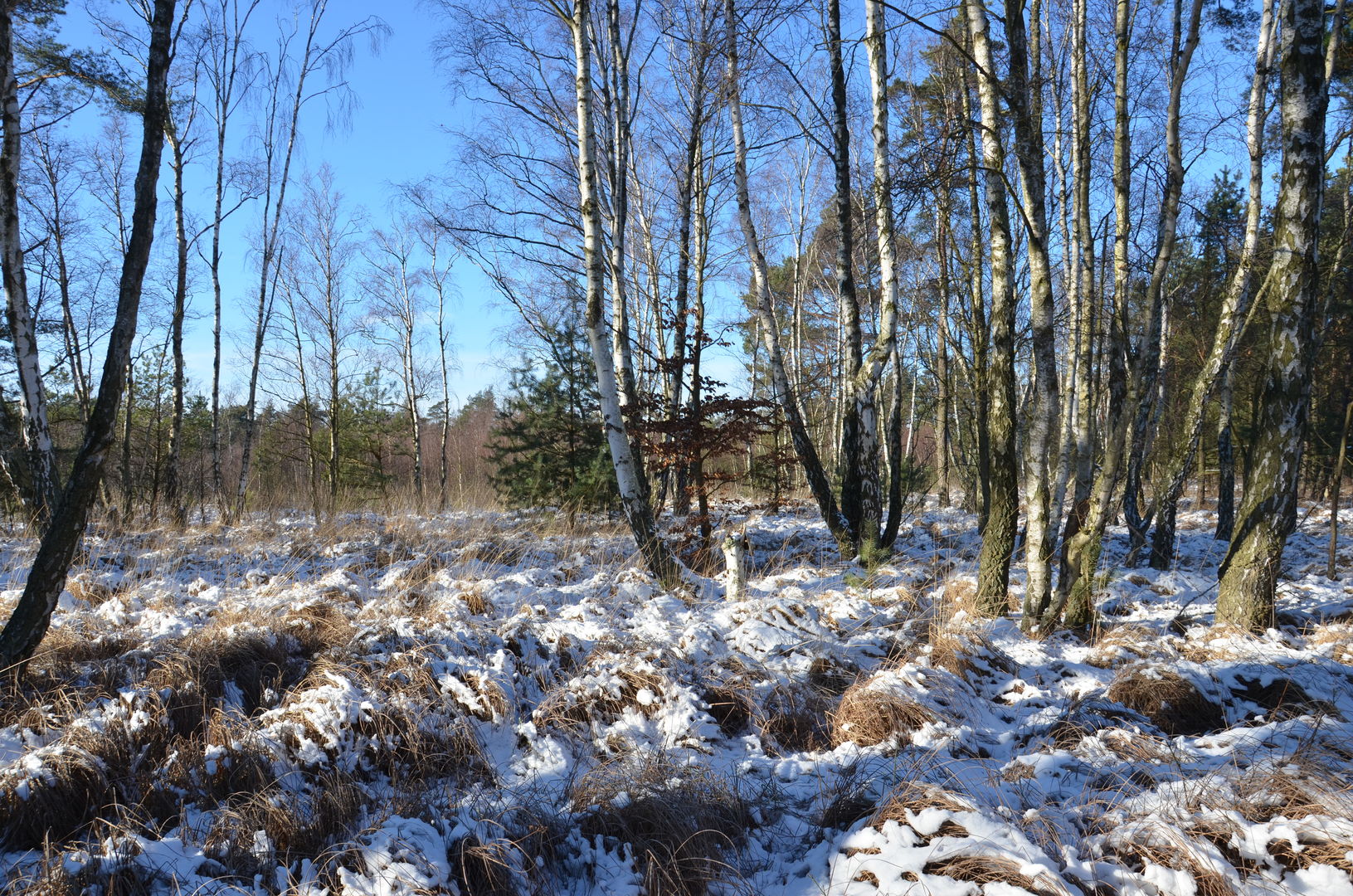 Schatzsuche im Winterwald