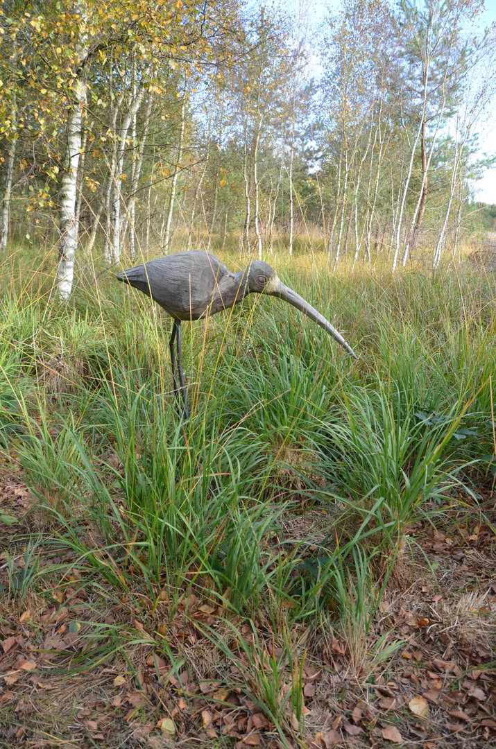 Der Große Brachvogel (Numenius arquata)